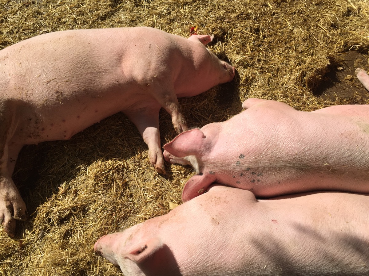 Schweine im Stall in der Sonne