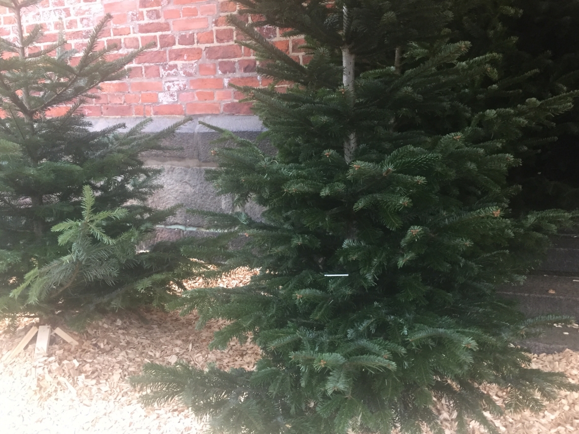 Weihnachtsbaumabfuhr 2018 